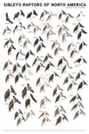 Sibley's Raptors of North America