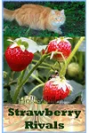 Strawberry Rivals