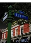 The House on Lily Street