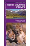 Rocky Mountain Wildlife