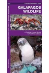 Galapagos Wildlife