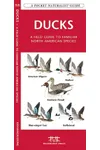 Ducks: A Field Guide to Familiar North American Species