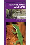 Everglades Wildlife