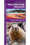 Yellowstone Wildlife of the Yellowstone Area