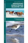 Assateague/Chincoteague Seashore Life: A Folding Pocket Guide to Familiar Species