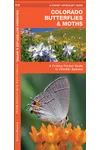 Colorado Butterflies & Moths: A Folding Pocket Guide to Familiar Species