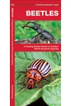 Beetles: A Folding Pocket Guide to Familiar North American Species