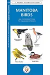Manitoba Birds: A Folding Pocket Guide to Familiar Species