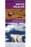 Arctic Wildlife & Plants of the Arctic and Subarctic Regions