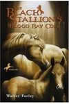 The Black Stallion's Blood Bay Colt