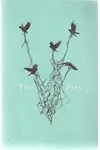 The Pity