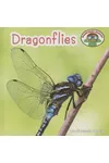 Dragonflies