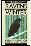 Ravens in Winter